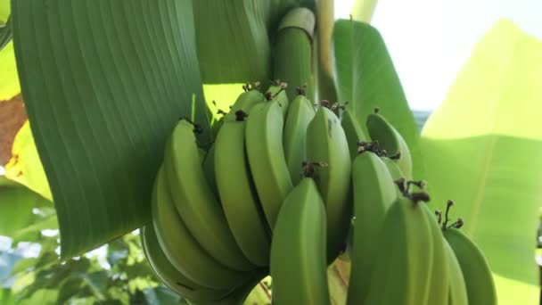 Manojo de plátanos creciendo en una palmera en la selva en condiciones naturales — Vídeos de Stock