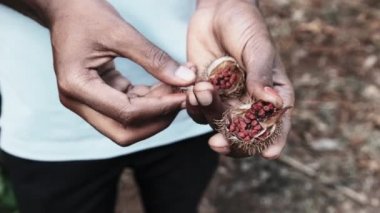 Doğada Annatto, Ruj Ağacının Kırmızı Meyveleri, Afrika El 'inde Bixa Orellana