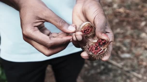 Annatto i naturen, röda frukter av läppstift träd, Bixa Orellana i afrikanska handen — Stockvideo