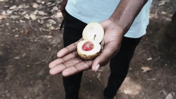 Raw Nutmeg in African Hand, Whole Nutmeg Seeds for Making Spices, Zanzibar — стокове відео