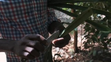 Bir Afrikalı Tarçın Kökünü Bıçakla Soyar, Doğal Koşullarda Baharatlar