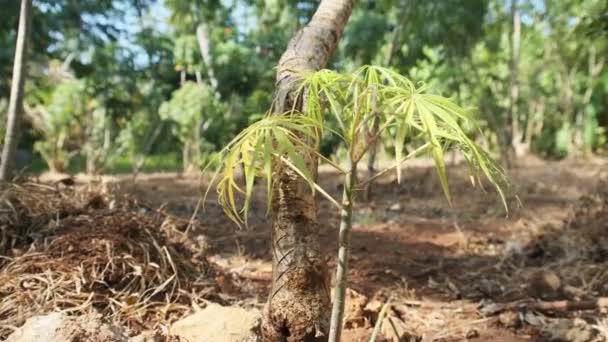 Pohon iodin di alam, tanaman iodin di alam liar, Afrika Timur, Zanzibar, Tanzania — Stok Video