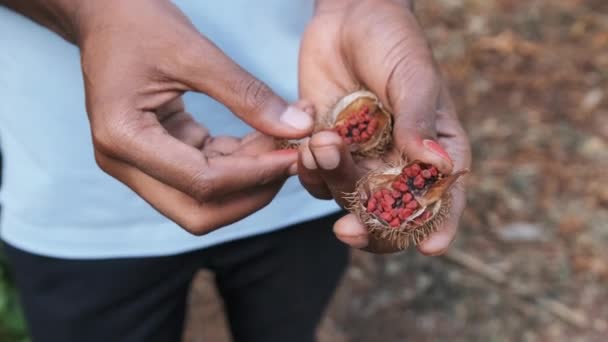 Annatto i naturen, röda frukter av läppstift träd, Bixa Orellana i afrikanska handen — Stockvideo