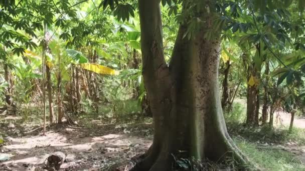 Árvore de algodão na natureza, Ceiba pentandra, África Oriental, Zanzibar — Vídeo de Stock