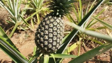 Ananas fabrikasında ananas yetişiyor. Ananas Çalıları Doğal Büyür.
