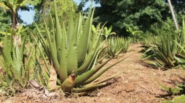 Ananas fabrikasında ananas yetişiyor. Ananas Çalıları Doğal Büyür.