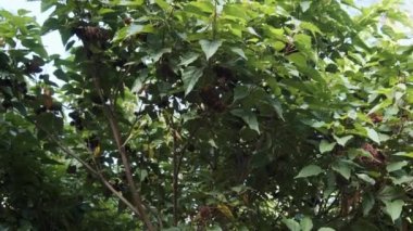 Doğada Annatto, Ruj Ağacının Meyveleri, Afrika Eli 'nde Bixa Orellana