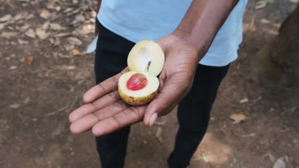 Surový muškátový oříšek v africké ruce, celá semena muškátového oříšku na výrobu koření, Zanzibar — Stock video