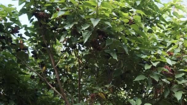 Annatto in der Natur, Früchte des Lippenstiftbaums, Bixa Orellana in afrikanischer Hand — Stockvideo