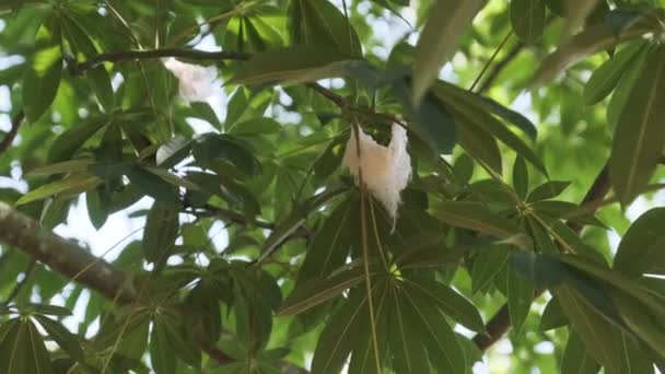 Bavlník v přírodě, Ceiba pentandra, Východní Afrika, Zanzibar — Stock video