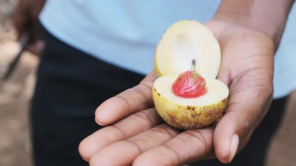 Сырой орех в африканской руке, цельные семена мускатного ореха для производства специй, Занзибар — стоковое видео