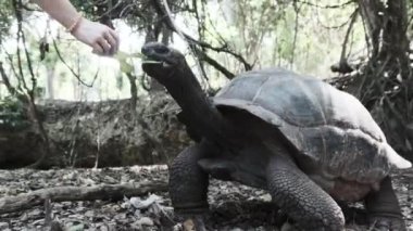 Dev bir Aldabra kaplumbağası Afrika 'nın Zanzibar kentindeki bir hapishane adasında yemek yiyor.