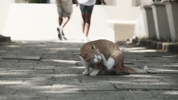 Afrika 'da, Stone Town, Zanzibar' daki Kirli Park 'ta Aç Evsiz Kedi — Stok video