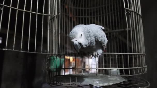 Afrikai szürke papagáj ketrecben egy mocskos utcán Stone Town, Zanzibár, Afrika — Stock videók