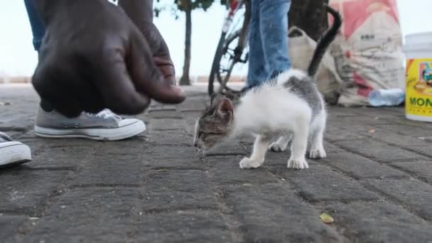 African Hand juega con Mangy y Sick Wild Kitten Meows en la calle en África — Vídeos de Stock