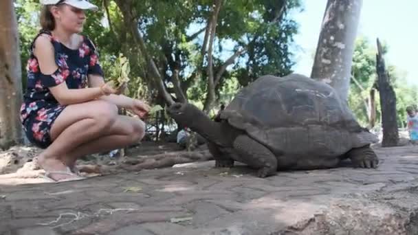 Жінка годує величезного Альдабру черепаху на острові в "язниці (Занзібар, Африка). — стокове відео