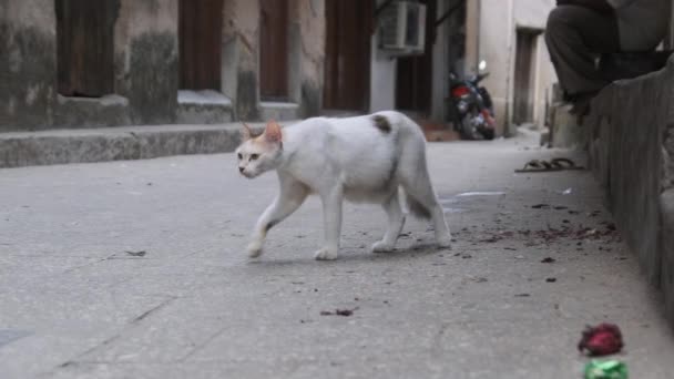 アフリカのホームレスのシャビー猫汚い石の町、ザンジバルの街を歩く — ストック動画