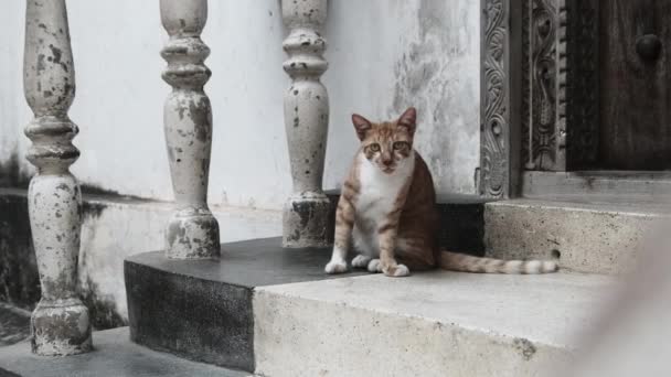 Zbloudilá červená kočka v Africe na ulici špinavého kamenného města, Zanzibar. — Stock video