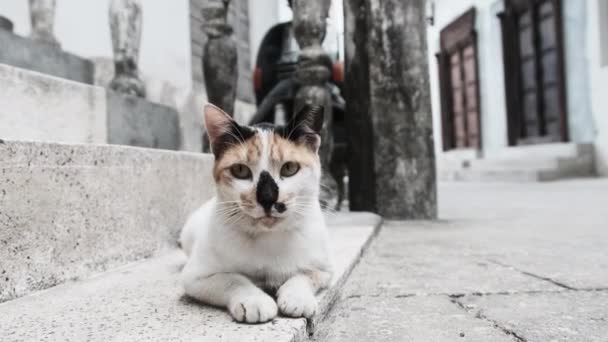 Stray Shabby Tricolor Cat en África en la calle de Dirty Stone Town, Zanzíbar — Vídeos de Stock