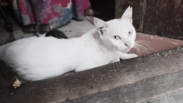 Vadon élő, kóbor macska és cica szoptató anya egy mocskos utcán Afrikában, Zanzibár — Stock videók
