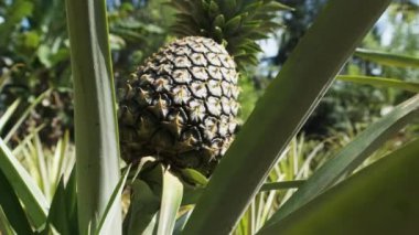 Ananas fabrikasında ananas yetişiyor. Ananas Çalıları Doğal Büyür.
