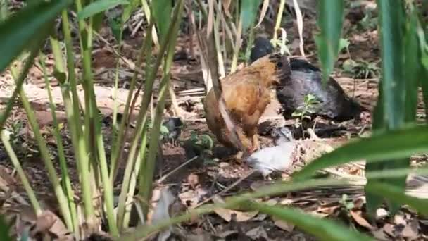 在桑给巴尔的非洲棕榈中，小鸡在地面上吃草 — 图库视频影像