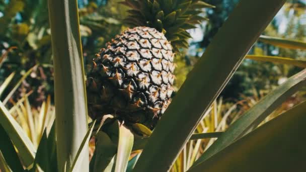 Ananász nő ananász növény. Ananas Bushes Természetesen növekszik. — Stock videók