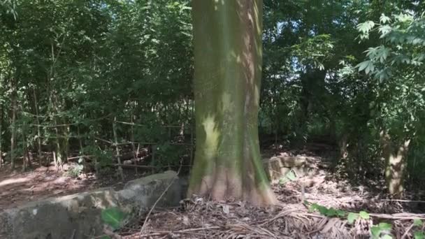 Árvore de algodão na natureza, Ceiba pentandra, África Oriental, Zanzibar — Vídeo de Stock