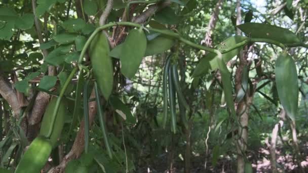 Vanilla Plantation in Nature, Fresh Green Vanilla Fruits in Garden, East Africa — стокове відео