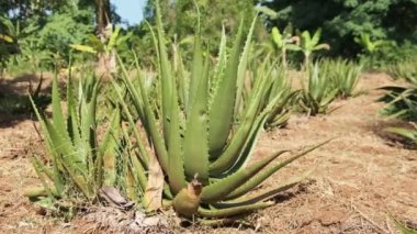 Afrika 'da Aloe Vera' nın Büyüyen Sıraları, Zanzibar, Doğa Çiftliği