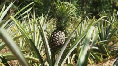 Ananas fabrikasında ananas yetişiyor. Ananas Çalıları Doğal Büyür.