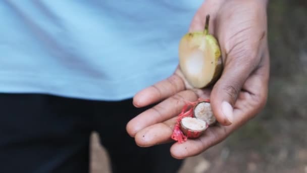 Сырой орех в африканской руке, цельные семена мускатного ореха для производства специй, Занзибар — стоковое видео
