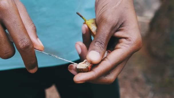 Surový muškátový oříšek v africké ruce, celá semena muškátového oříšku na výrobu koření, Zanzibar — Stock video