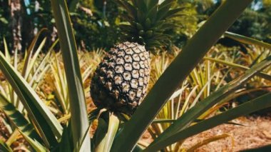 Ananas fabrikasında ananas yetişiyor. Ananas Çalıları Doğal Büyür.