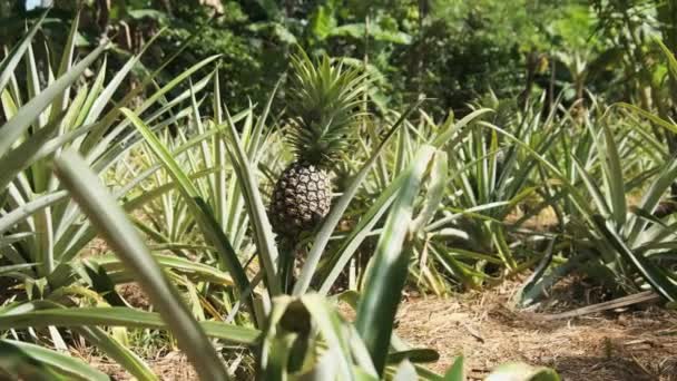 Ananas qui pousse sur une plante d'ananas. Les ananas poussent naturellement. — Video