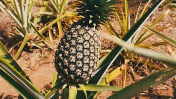 Ananas qui pousse sur une plante d'ananas. Les ananas poussent naturellement. — Video