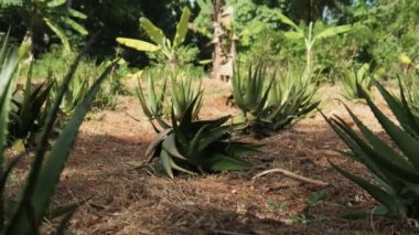Afrika 'da Aloe Vera' nın Büyüyen Sıraları, Zanzibar, Doğa Çiftliği