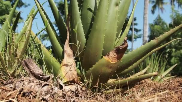 Anbau von Aloe Vera in Afrika, Sansibar, Plantage in der Natur — Stockvideo