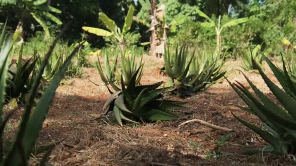 Rosnące rzędy aloesu w Afryce, Zanzibar, Plantacja w przyrodzie — Wideo stockowe