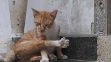 Afrika 'da Evsiz Kızıl Kedi Kirli Taş Kasabası, Zanzibar Caddesinde.