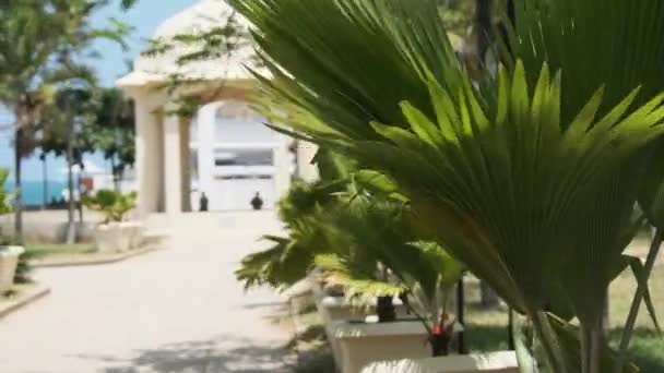 Парк Фородхани в Занзибаре, Африка, Экзотический парк с пальмовыми деревьями в Каменном городе — стоковое видео