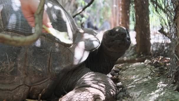 Велетенський черепаха - альдабра харчується на острові в "язниці в Занзібарі (Африка). — стокове відео