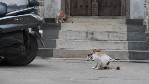 Obdachlose Shabby Cat in Afrika auf der Straße von Dirty Stone Town, Sansibar — Stockvideo