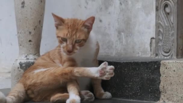 Бездомный Красный Кот в Африке на улице Грязного Каменного Города, Занзибар. — стоковое видео