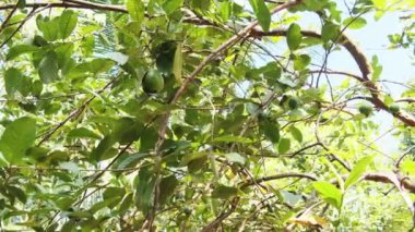 Guava Afrika 'da Ağaçlarda, Psidium Guajava, Zanzibar, Tanzanya' da yetişiyor