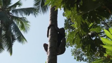 Bir Afrikalı Tropikal Orman 'da Palmiye Ağacı' na tırmanır, Zanzibar Ormanı 'nda