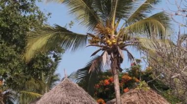 Thatched Şemsiyesi yakınlarında hindistan cevizli Palm Tree Tropikal Plaj 'da, Lüks Otel' in yanında.