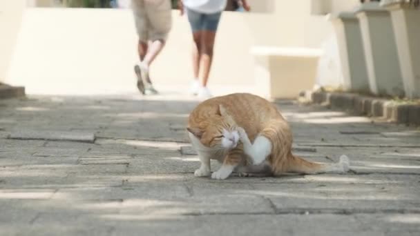 Éhes hajléktalan macska egy koszos parkban az utcán Afrikában, Stone Town, Zanzibar — Stock videók