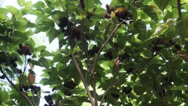 Annatto in der Natur, Früchte des Lippenstiftbaums, Bixa Orellana in afrikanischer Hand — Stockvideo