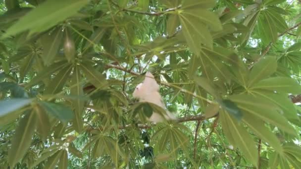 Bomullsträd i naturen, Ceiba pentandra, Östafrika, Zanzibar — Stockvideo
